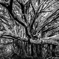 Black and White Banyan